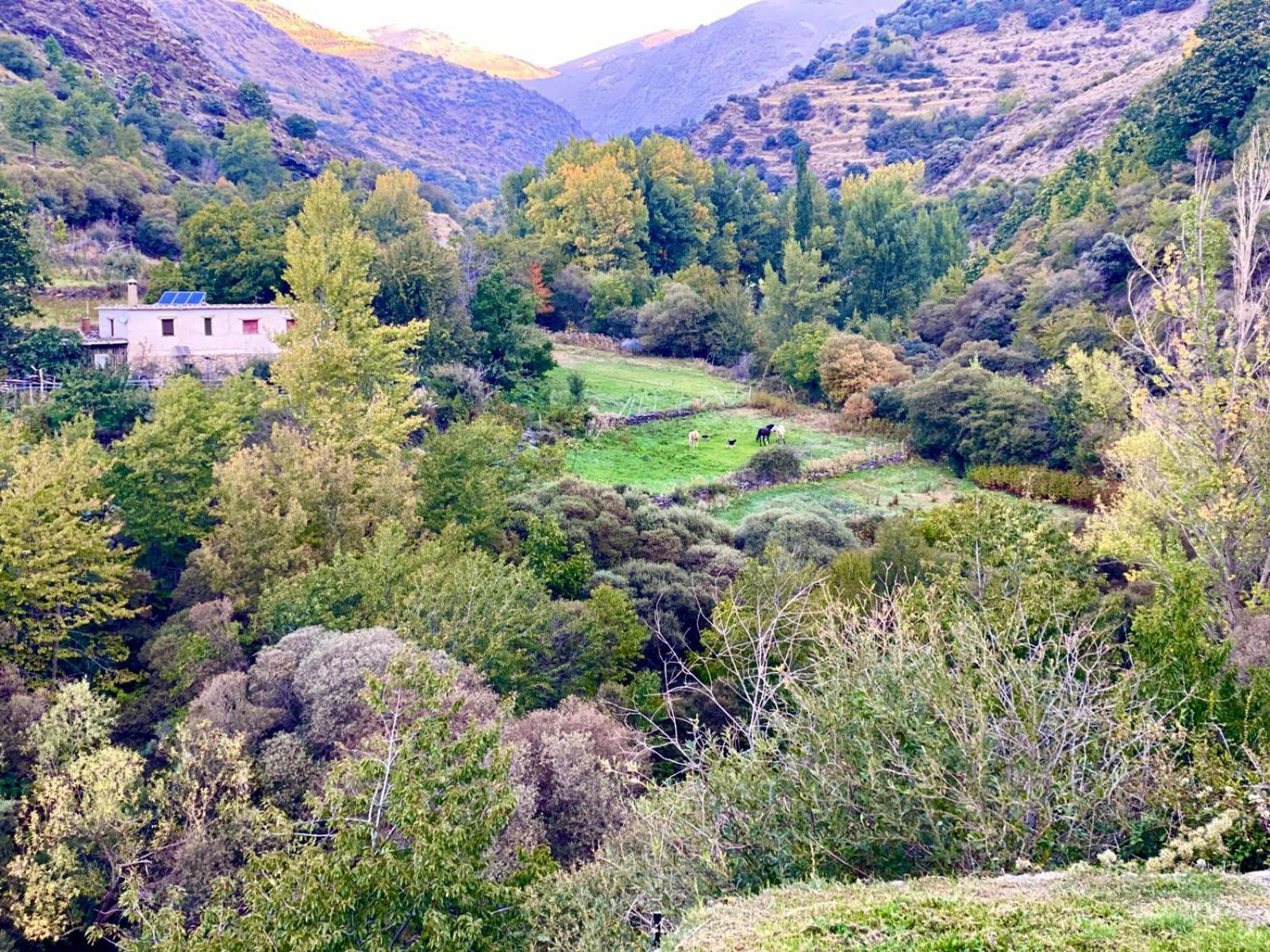 Casa Rural Cortijo Molino Altero Тревелес Екстер'єр фото